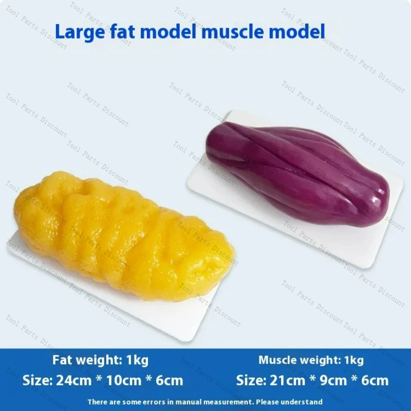 Human Muscle Replicas Weight L - Nutrition Fitness Center 评论和价格