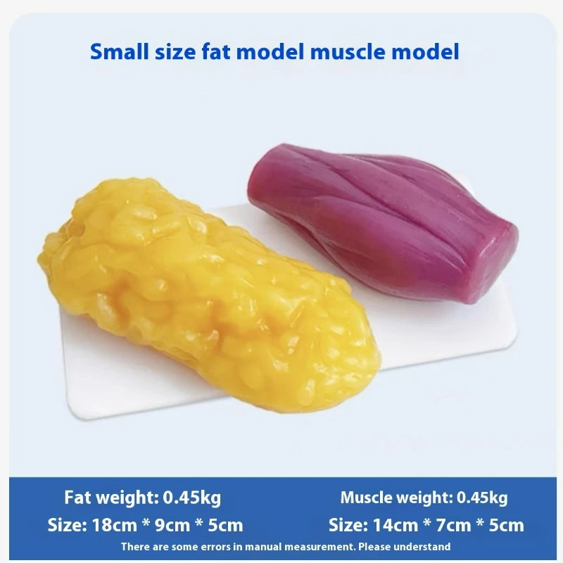 Human Muscle and Fat Replicas  - Nutrition Fitness Center 评论和价格